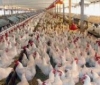 Osolife Poultry Farms