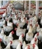 Poultry Village
