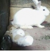 ALOBA Rabbit Farm