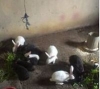 OSJ Rabbit Farming