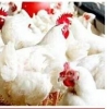 Sanhaj Poultry Company Limited