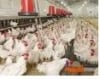 Aliji Poultry Farm
