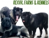 Rexvic Farms & Kennels purebred