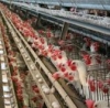 Sayutee Poultry Farm