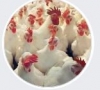 Samtech Poultry Farm