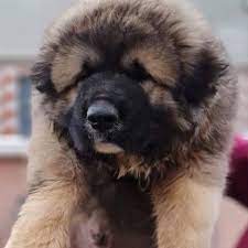 Pet Affairs Nigeria Limited