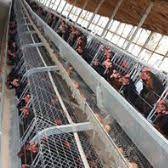 Ben-Lincoln Farms Nigeria Limited