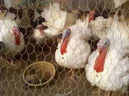 Drego Mino Int'l Global Ltd