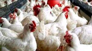 Frontune Farms Limited