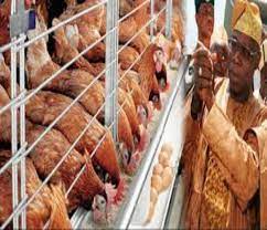 Obasanjo Farms Nigeria Limited