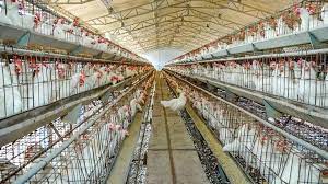 Sesan Oni Poultry Farms