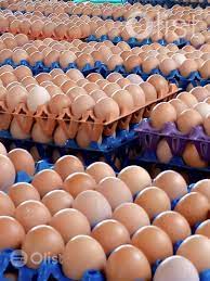 TKK Global Farms LTD