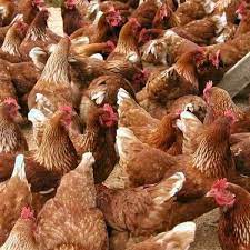 Vitadamsyl Industries Nigeria Limited