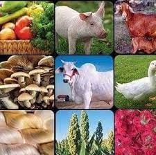 GreenLife Cooperative Limited