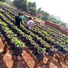 Aribol Agricultural Services and Consulting