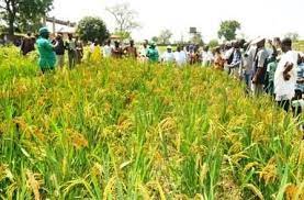 Rice Farmers Association of Nigeria