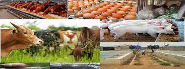 Agriculture Empowerment Hub