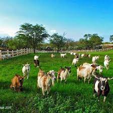 Jemo Agro Empowerment Initiatives