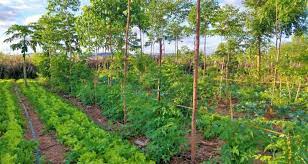 Forestry Management Evaluation & Coordination Unit (FORMECU)