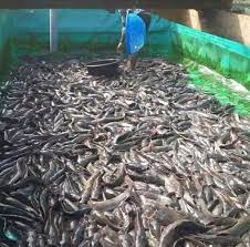 Midedol farms international