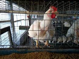 Waboke Global Services Ltd