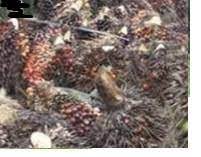 Imoedo Agricultural Project Services