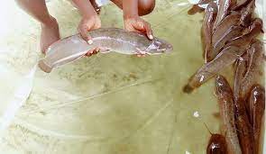 RoAgro Integrated Services