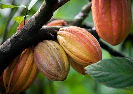 Lawab Natural Therapy Centre