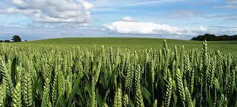 Brian & Bimac Pharmacy