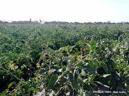 Amenss Agriculture Ltd