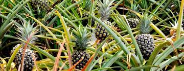 Samjam West African Limited